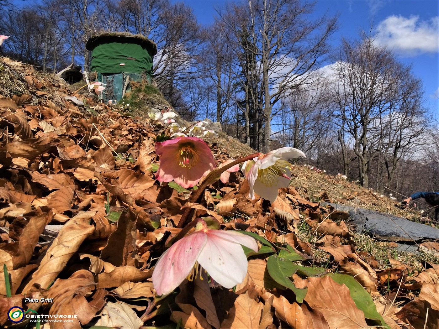 38 Helleborus niger (Ellebori) al capanno di caccia.JPG